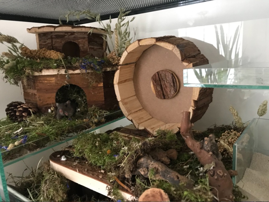 Hoekhuis Jesper in gerbilscaping met mos en houten renrad