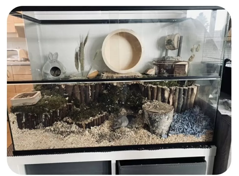 Verwacht het Bij naam Uitgaand Hamster terrarium met schuifruiten zonder plateaus - Hamsterscaping