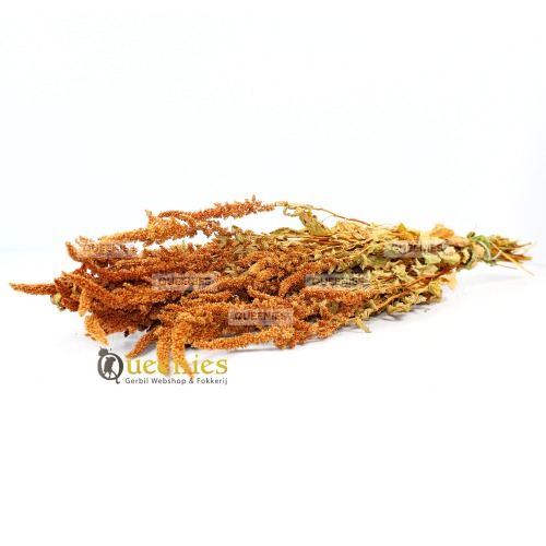 Oranje Amaranth Knaagdier Oogst 100 gram