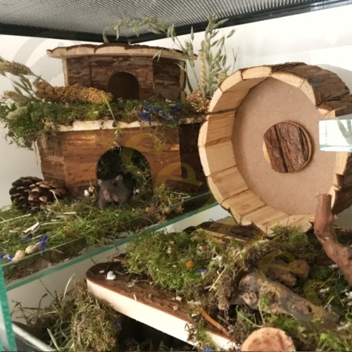 Hoekhuis Jesper in gerbilscaping met mos en houten renrad
