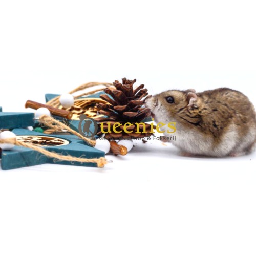 Hamster plezier met Dennenappels voor Knaagdier