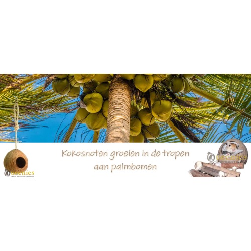 Hangende Kokosnoot Knaagdier huisje van kokosnoten