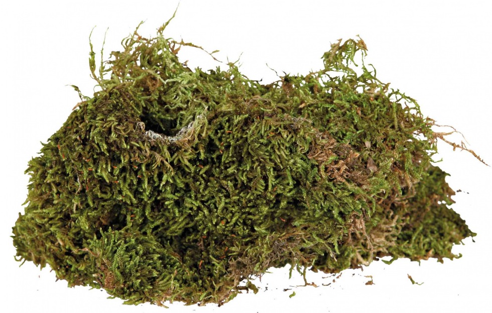 Gedroogd terrarium mos in hamsterscaping