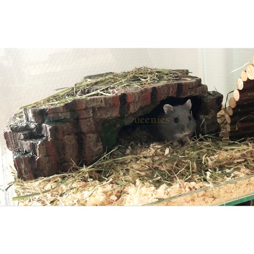Dwerghamster in regenwoud schuilplaats hamsterscaping