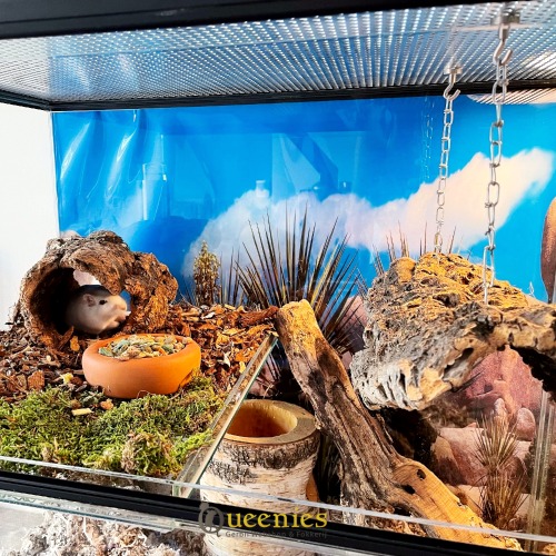 Gerbil terrarium met Terracotta producten en knaaagdieren mos