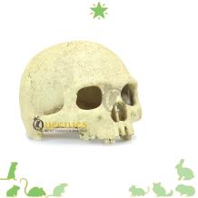 Exo Terra Primate Skull - schedel voor Knaagdieren