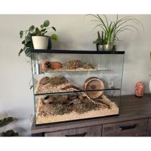 Ingericht Gerbilarium