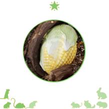 images/productimages/small/maisknaaghuisje-qldieren1.jpg