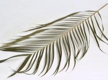 Palmblad 60cm