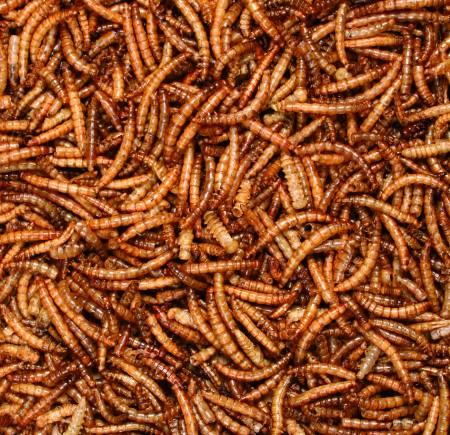 Gedroogde meelwormen voor gerbils