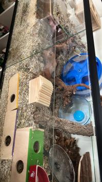 tweedehans hamster terrarium kopen