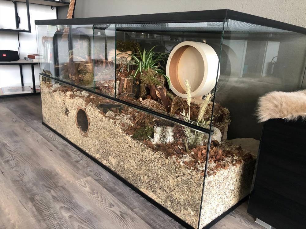 Hamster terrarium voor goudhamster 120x60x60  met houten loopwiel