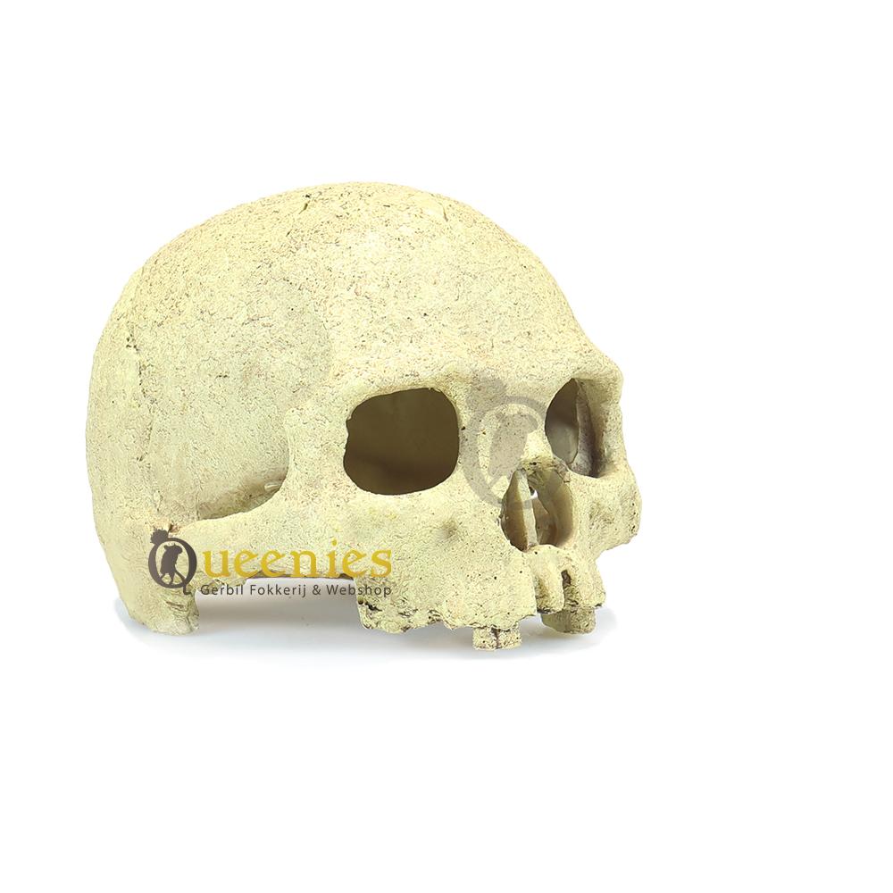 Primate Skull - gerbil schedel terrarium