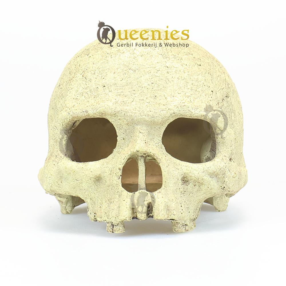 Primate Skull - schedel hamster terrarium voor Gerbils