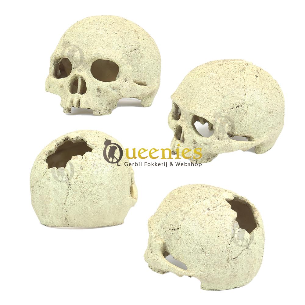 Primate Skull schedel voor hamsterscaping