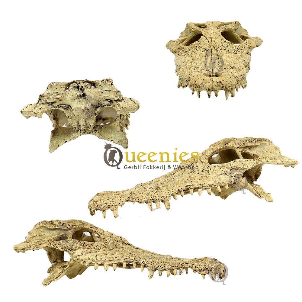 Primate Krokodillen schedel voor Gerbils