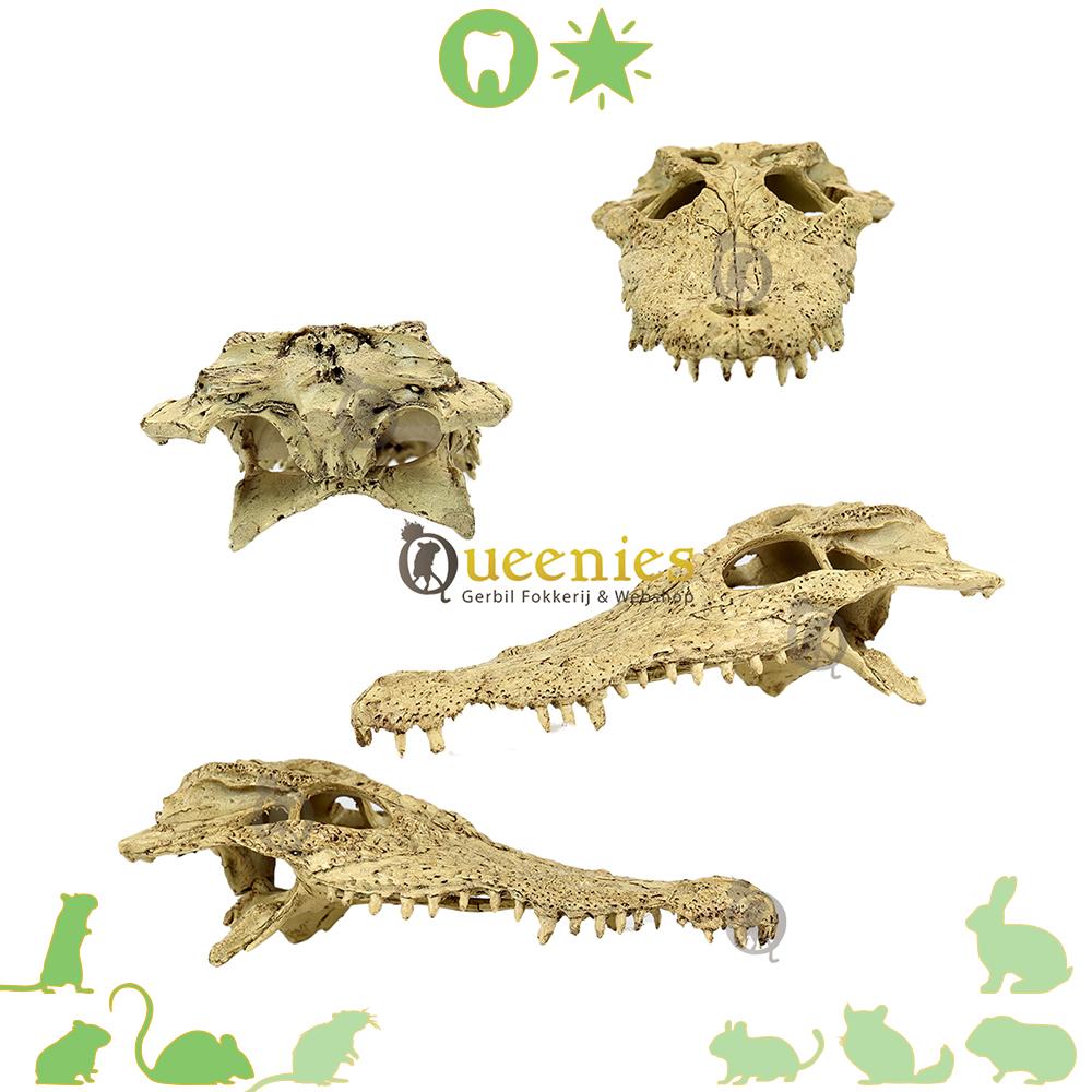 Exo Terra Krokodillen schedel voor Knaagdieren of reptielen