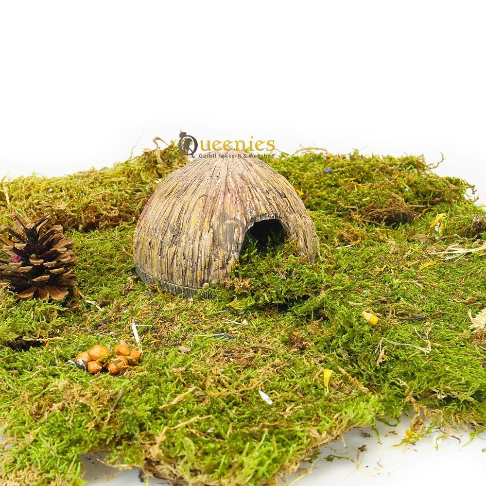 Natuurlijke inrichting hamsterkooi of Gerbil terrarium