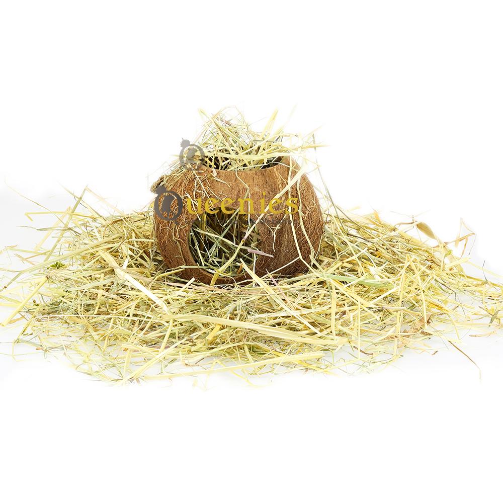 Foerageer kokosnoot voor Hamsters