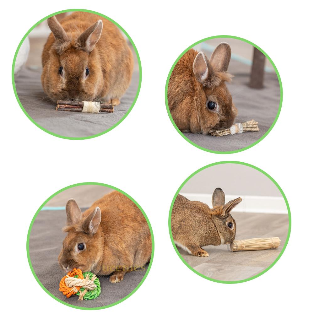 Spelende konijnen met knaagdier speelgoed