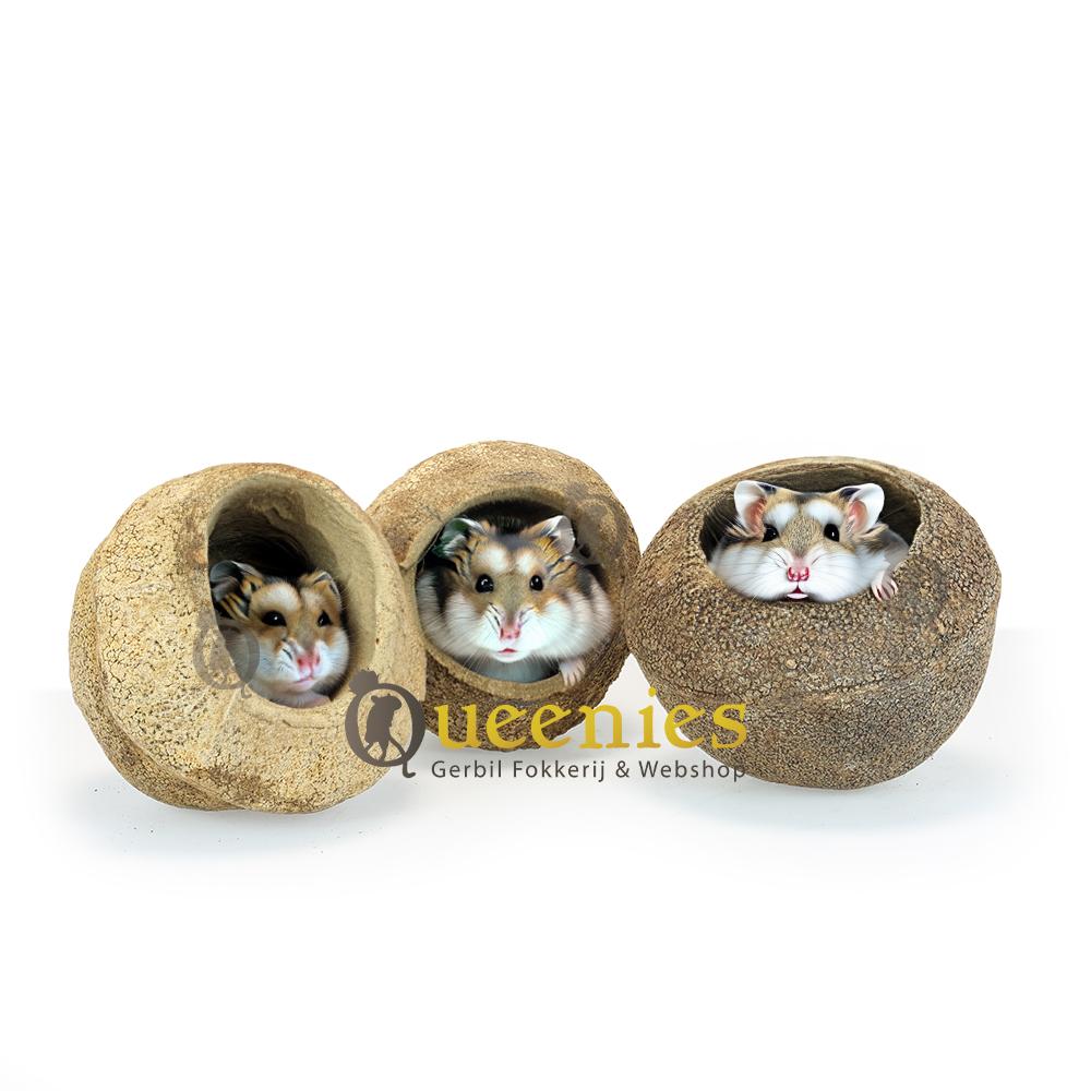 Hamsters in kokosnoten 