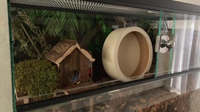 Handgrepen op hamster terrarium