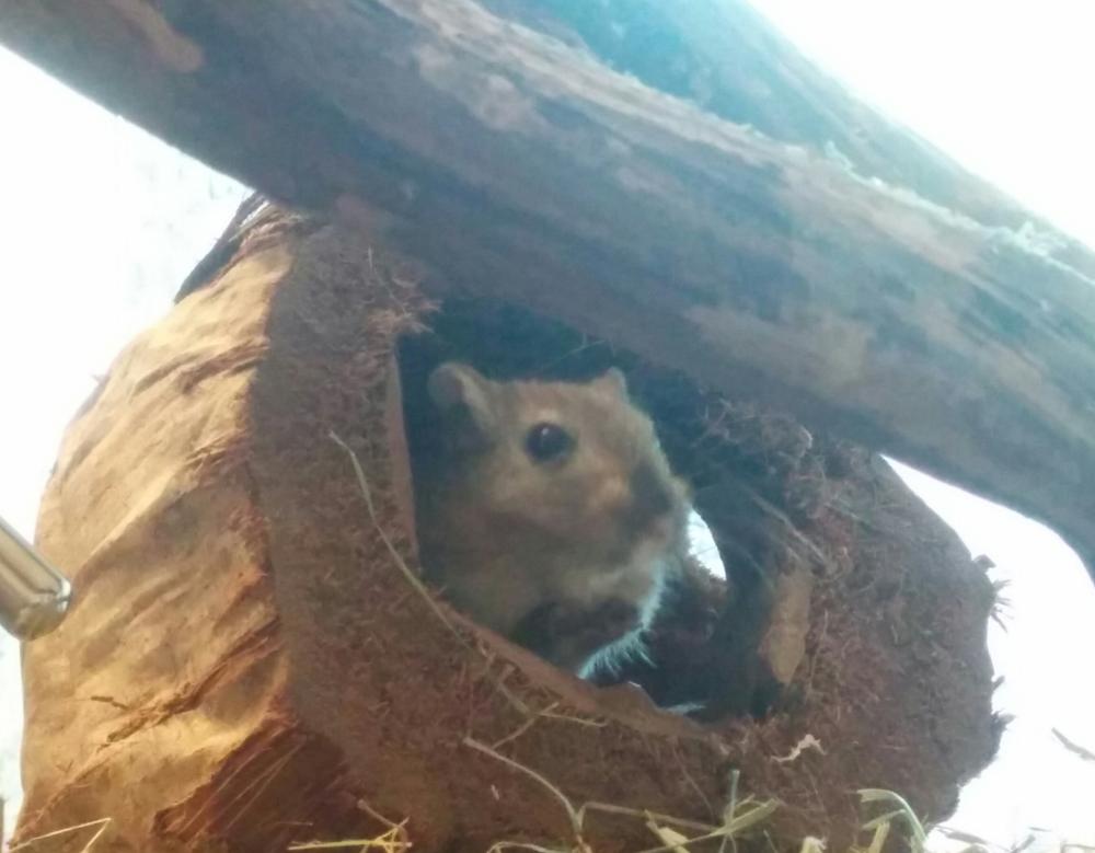 Kokosnoot Out of Africa