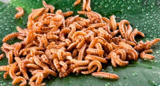 Gedroogde insecten Mix voor knaagdieren