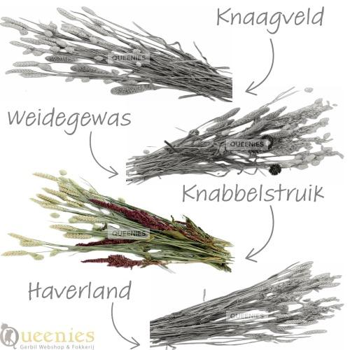 Bouquet Knabbelstruik, grassoorten voor Gerbilscape