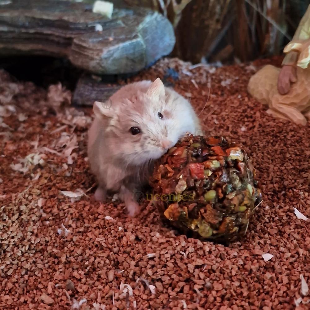 Hamster knaagt aan Groente Balletje