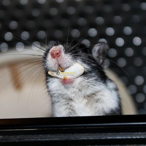 Gerbil met pompoenpit