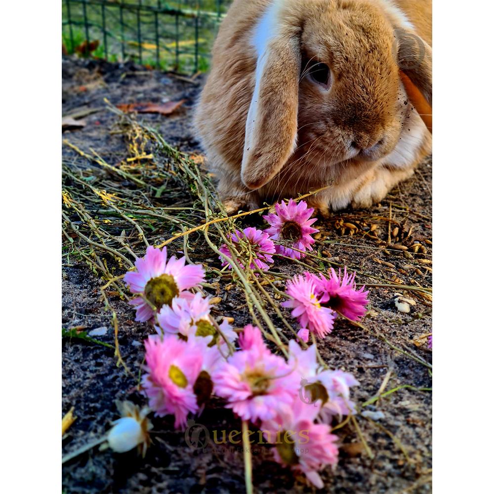 Strobloemen voor konijnen en cavia's