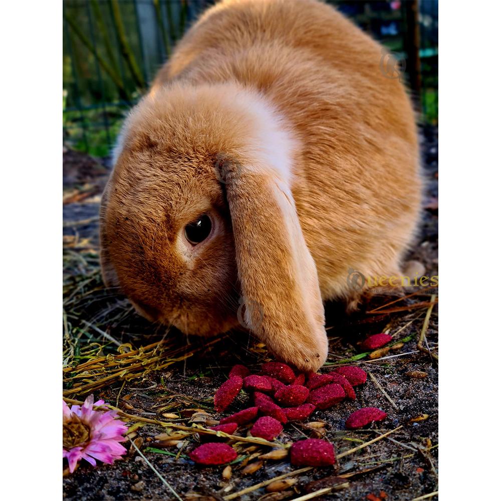 strobloem voor hamsterscaping