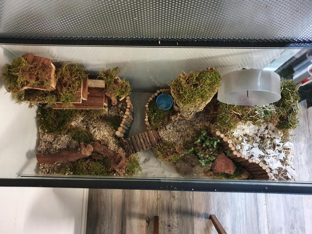 Hamsterkooi terrarium voor hamsterscaping met schuifruiten zonder plateaus