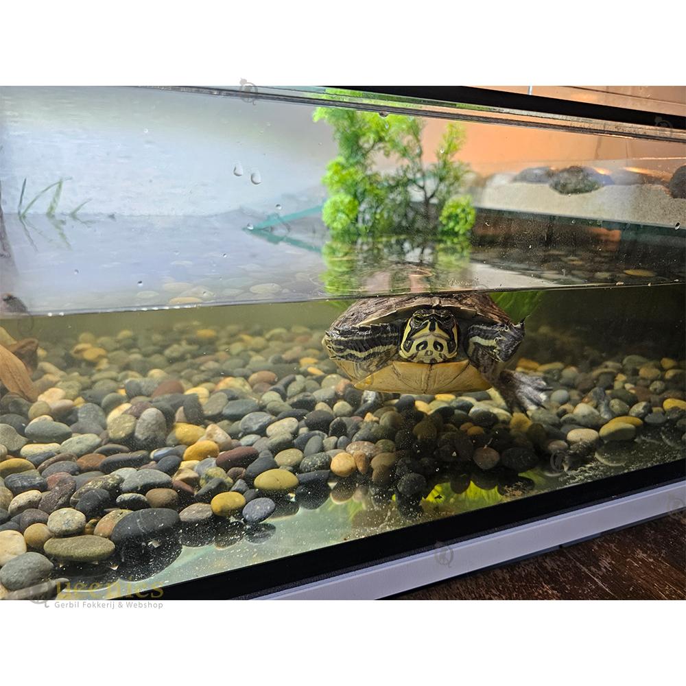 Waterschildpad in terrarium houden met eiland en trap