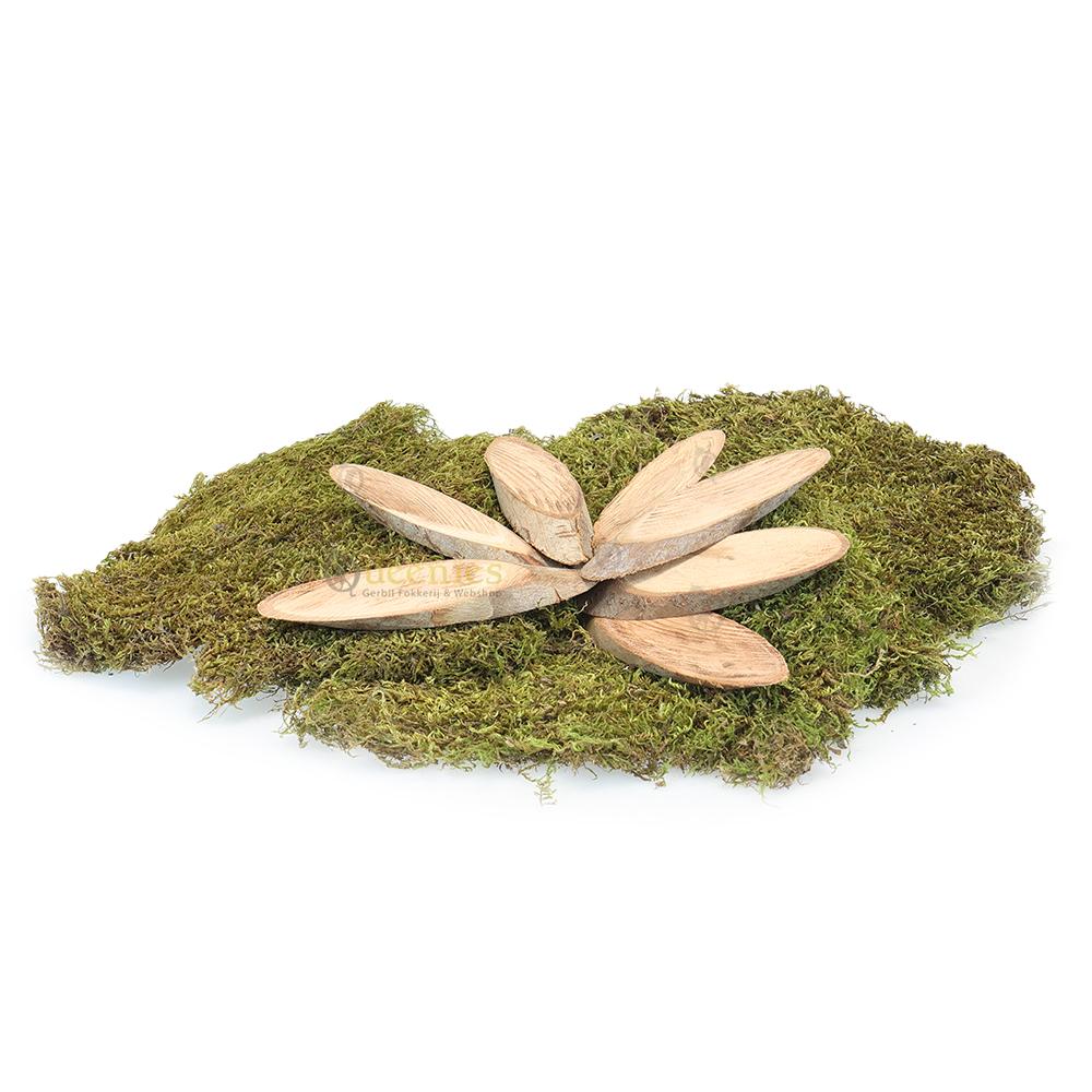 Ovale Houtschijf met gedroogd terrarium mos