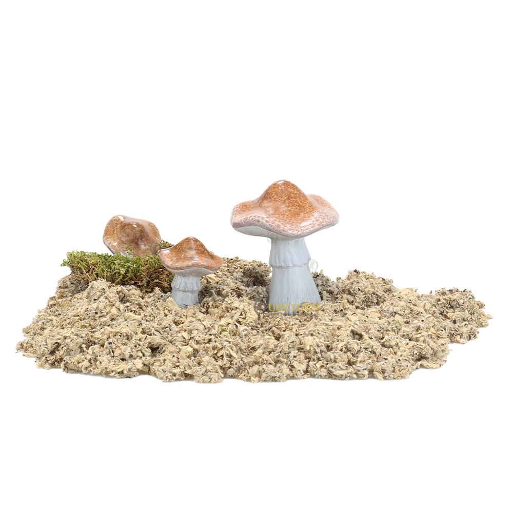 Paddenstoelen in knaagdieren terrarium