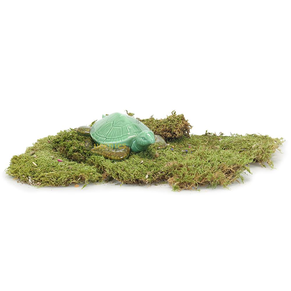 Hamster Schildpad met Terrarium Mos