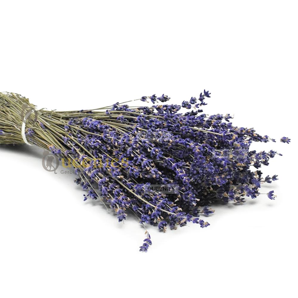 Gedroogde lavendel voor Gerbilscaping