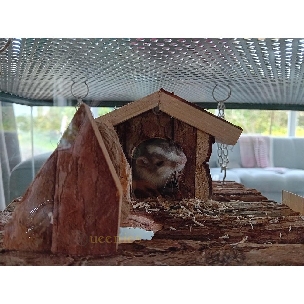 Gerbil in natuurlijk houten huisje 