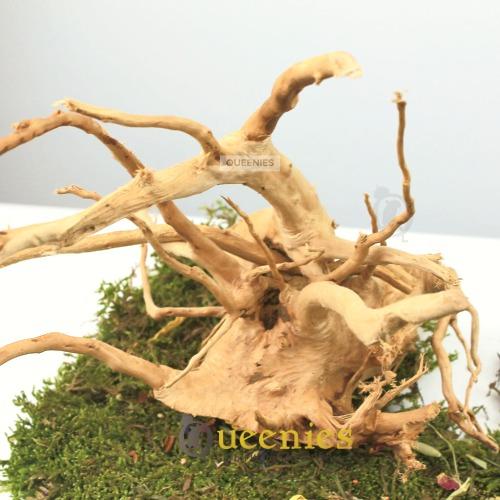 Spiderwood voor terrarium decoratie