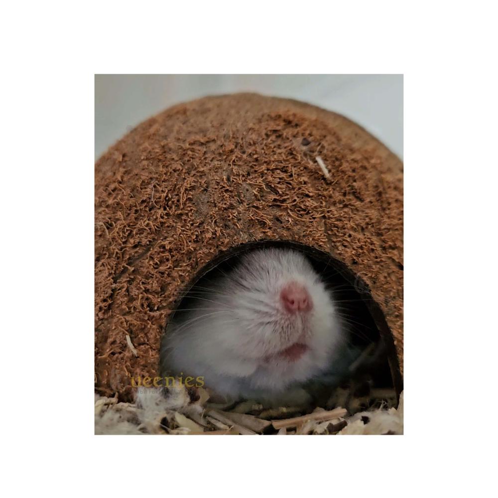 Hamster in Kokosnoot