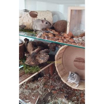 Berkenstam voor Gerbils