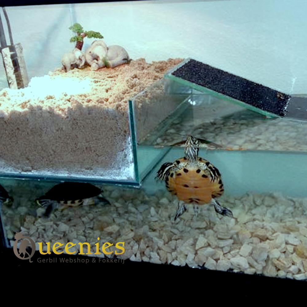Waterschildpadden terrarium
