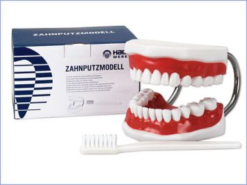 Demomodell Hager Werken Zähneputzen, 4-fach vergrößert