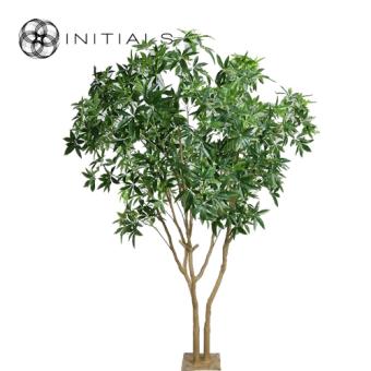 Tree Pachira Giant Silk Green
