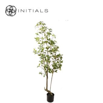 Tree Japonica Silk Green