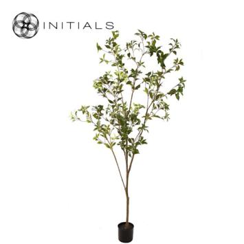 Tree Japonica Silk Green