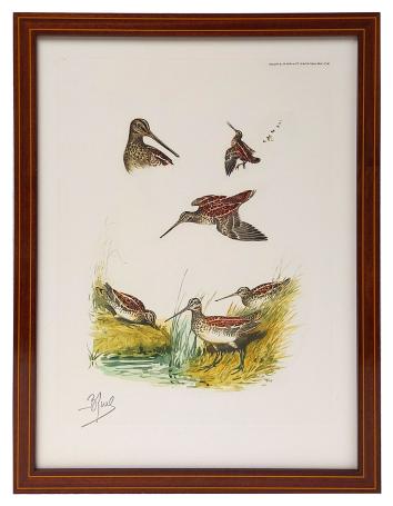 Boris Riab  houtsnip in de natuur