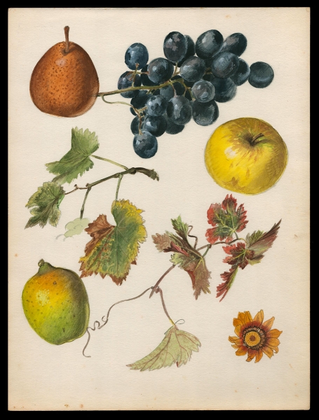Aquarel met vruchten van Van Den Steen kopen